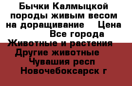 Бычки Калмыцкой породы живым весом на доращивание. › Цена ­ 135 - Все города Животные и растения » Другие животные   . Чувашия респ.,Новочебоксарск г.